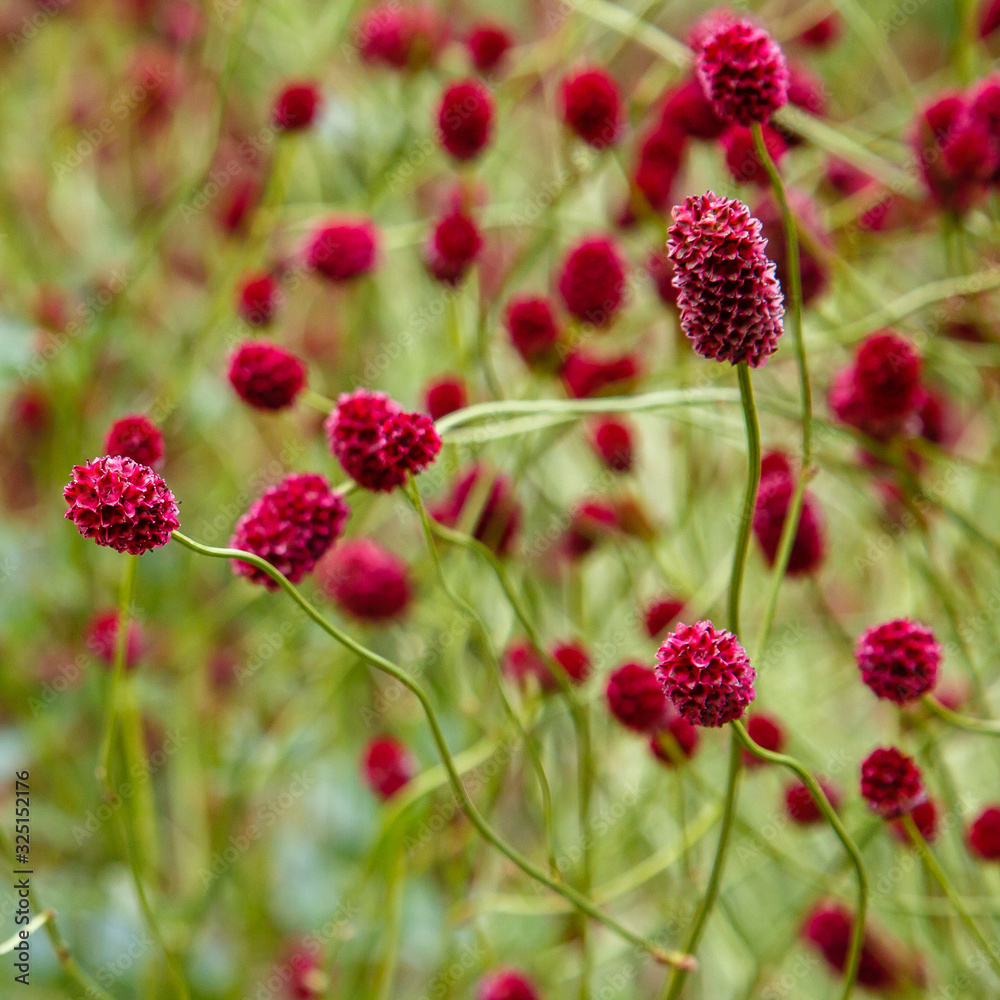 Sanguisorba officinalis, the great burnet, is a plant in the family Rosaceae, subfamily Rosoideae. Sanguisorba officinalis is medicinal plant and plant for rock garden