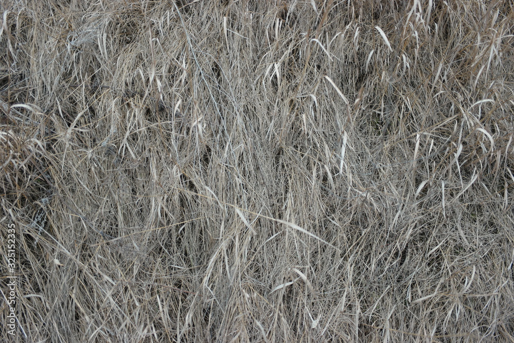 dry grass dry grass