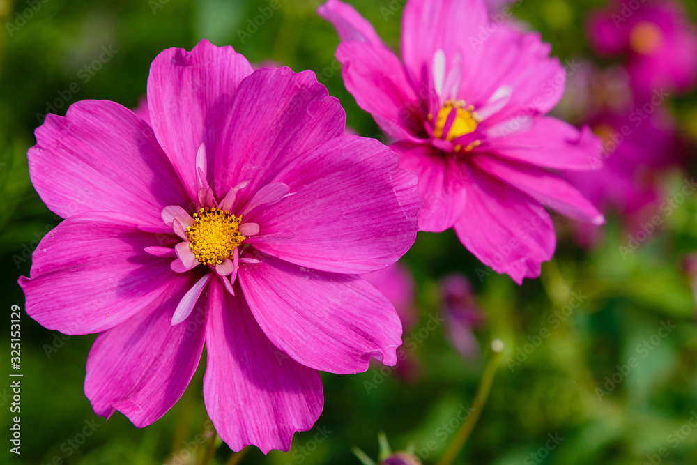 Beautiful Cosmos flowers in nature, light pink and deep pink cosmos. Summer floral background. Beautiful Cosmos flowers in nature, light pink and deep pink cosmos. Summer floral background.
