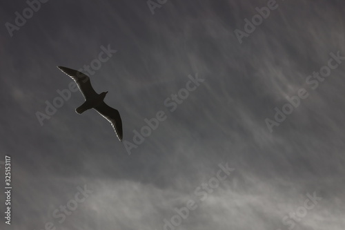 Backlit seagull in flight