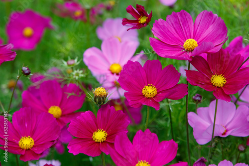 Beautiful Cosmos flowers in nature, light pink and deep pink cosmos. Summer floral background.