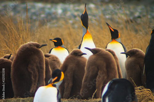 King penguin