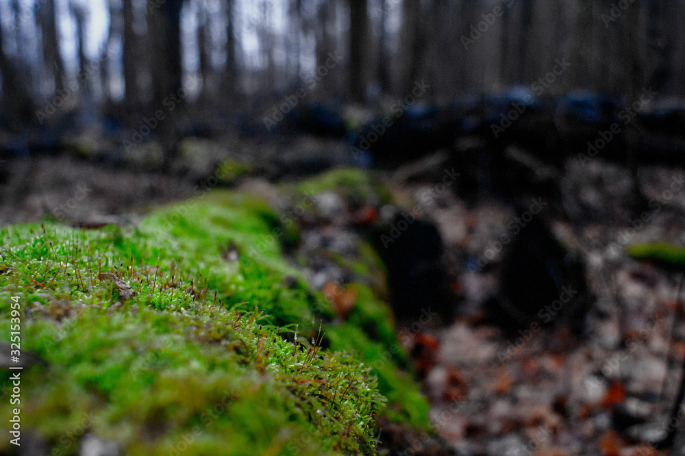 Obraz premium Green stream in forest