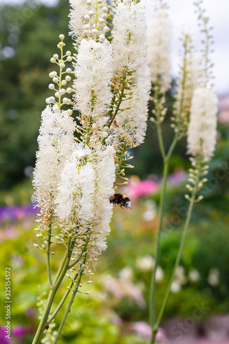 Actaea heracleifolia in garden. Growing medicinal plants in the garden. White inflorescences of cimicifuga racemosa in natural background photo