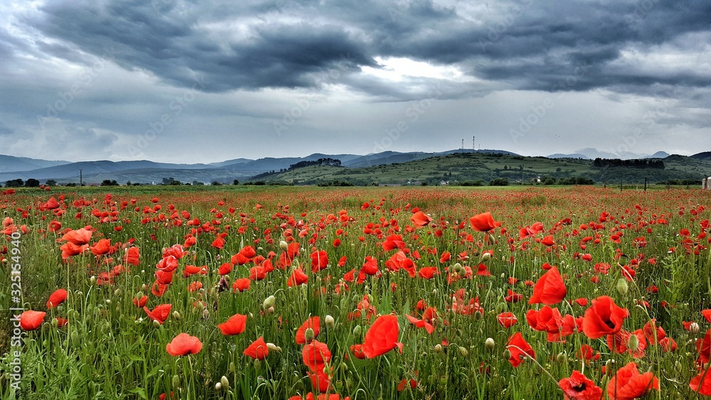 Red poppy field