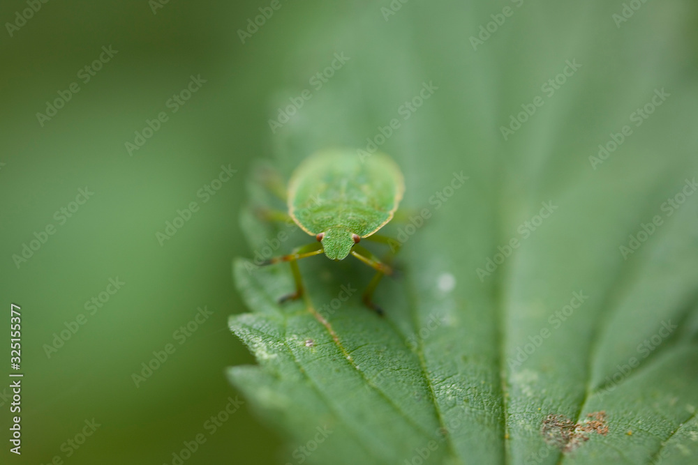 little green insect on leaf in natural habitat in close-up little green insect on leaf in natural habitat in close-up
