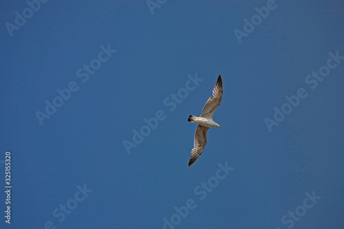  white seagull bird in flight against the backdrop of a blue cloudless sky