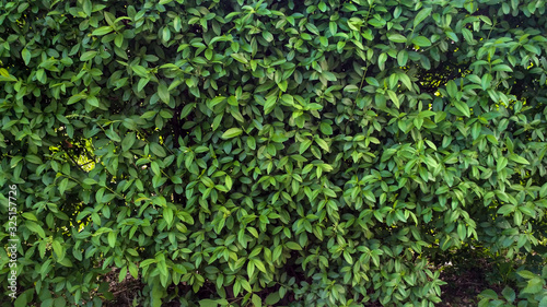 Evergreen bush floral texture, green fence natural pattern