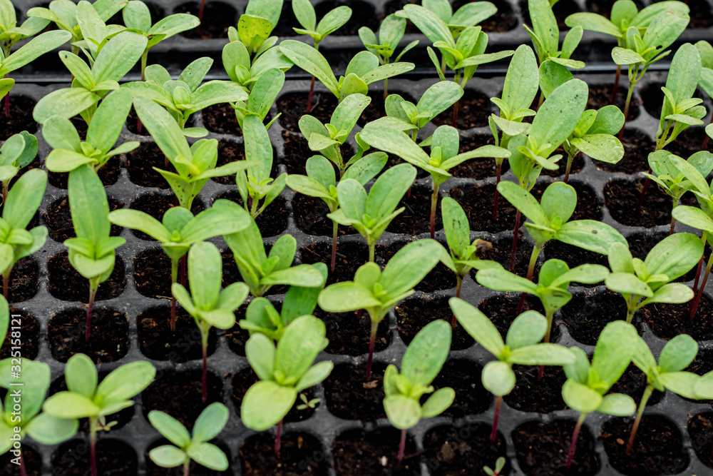 Small seedlings of chrysanthemum are grown in many black trays. Small seedlings of chrysanthemum are grown in many black trays.