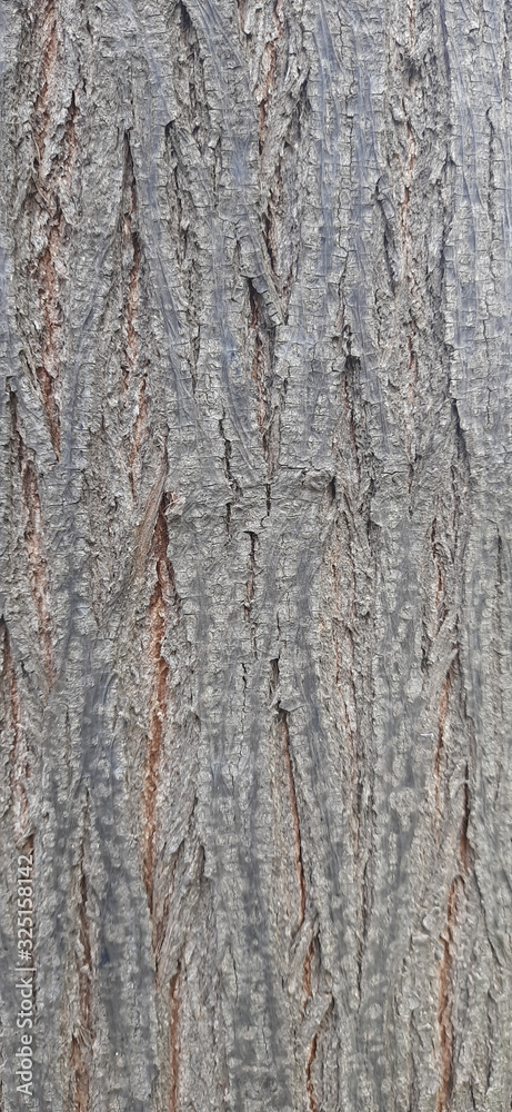 melia azedarach dek tree bark background melia azedarach dek tree bark background