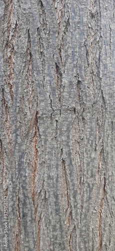 melia azedarach dek tree bark background