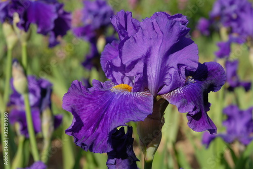 Tall bearded iris  Pennellata