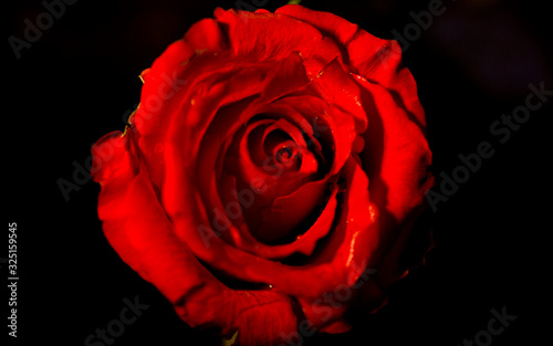 Fototapeta Naklejka Na Ścianę i Meble -  Czerwona róża na czarnym tle