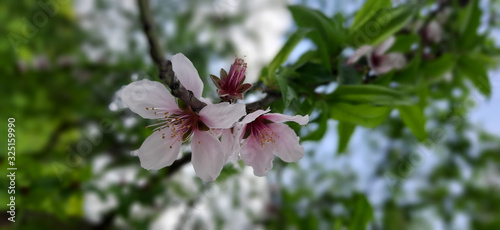 closeup of white pinkish peach flowers during month of february