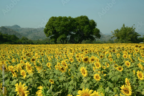 Sonnenblumen Plantage in Thailand