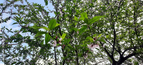 Peach tree with white pinkish peach flowers during month of february