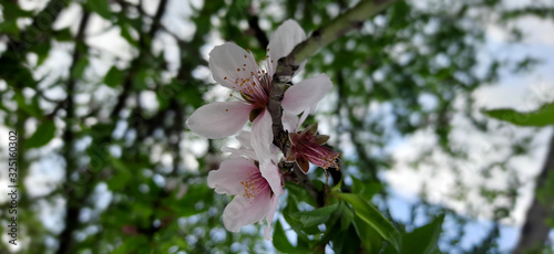 white pinkish peach flowers during month of february