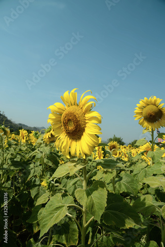 Sonnenblumen Plantage in Thailand