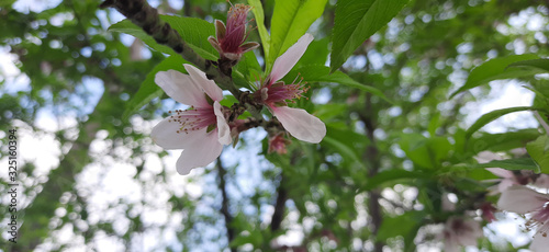 white pinkish peach flowers during month of february