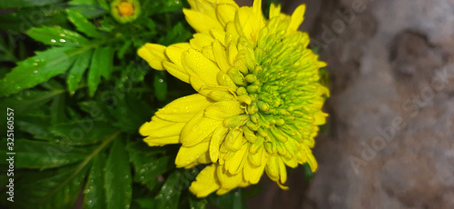 Yellow merigold flower with fog droplets and blur background