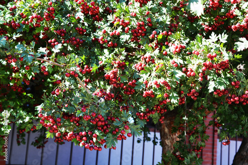 Fototapeta Naklejka Na Ścianę i Meble -  Red berry fruits of Craetegus monogyna (Hawthorn)