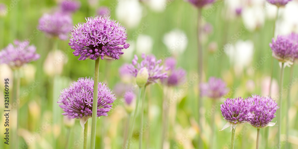 lilac allium flowers blooming in a summer field lilac allium flowers blooming in a summer field