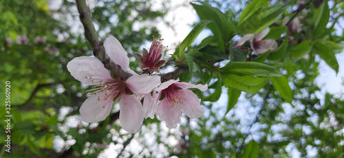 white pinkish peach flowers during month of february