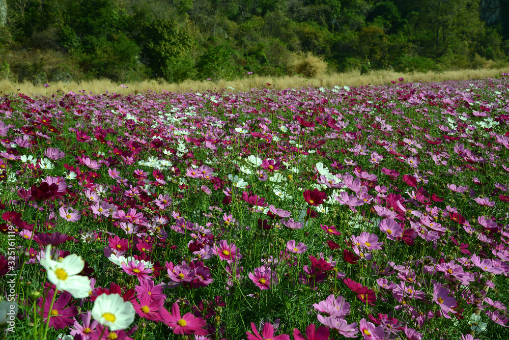 Blumenfeld vor Felsformation in Thailand, Blumen