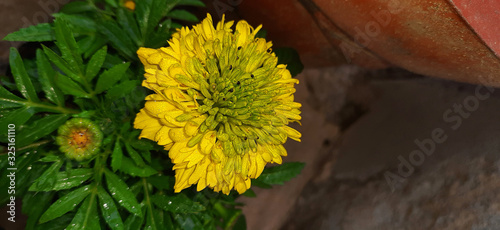 Yellow merigold flower with fog droplets and blur background