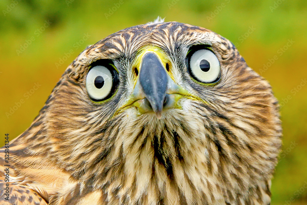 large bird eagle with a funny face and surprised eyes large bird eagle with a funny face and surprised eyes