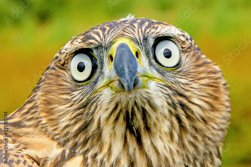 large bird eagle with a funny face and surprised eyes