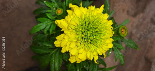 Yellow merigold flower with fog droplets and blur background