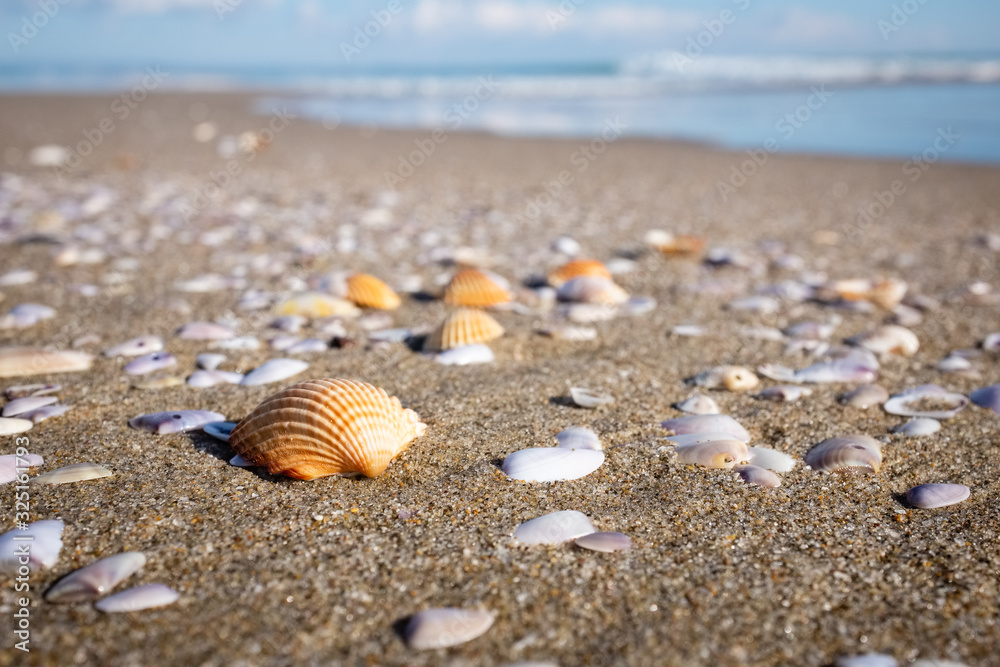 Closeup of sea shells on a golden sand beach. Puglia region, Italy Closeup of sea shells on a golden sand beach. Puglia region, Italy