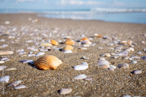 Closeup of sea shells on a golden sand beach. Puglia region, Italy