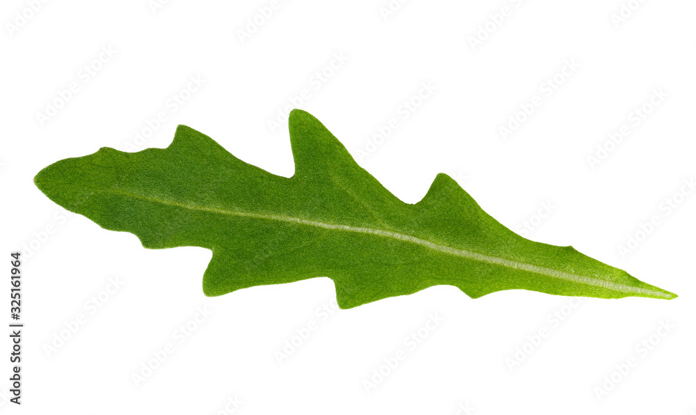 Obraz Rucola or arugula leaf isolated on white background