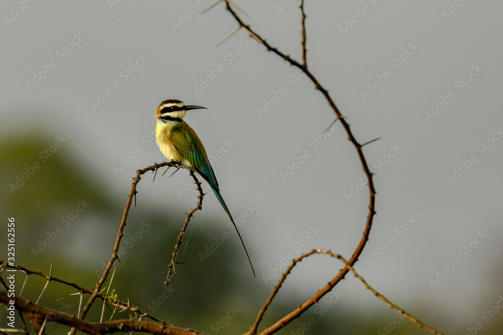 Fotografie White throated bee-eater (merops albicollis)