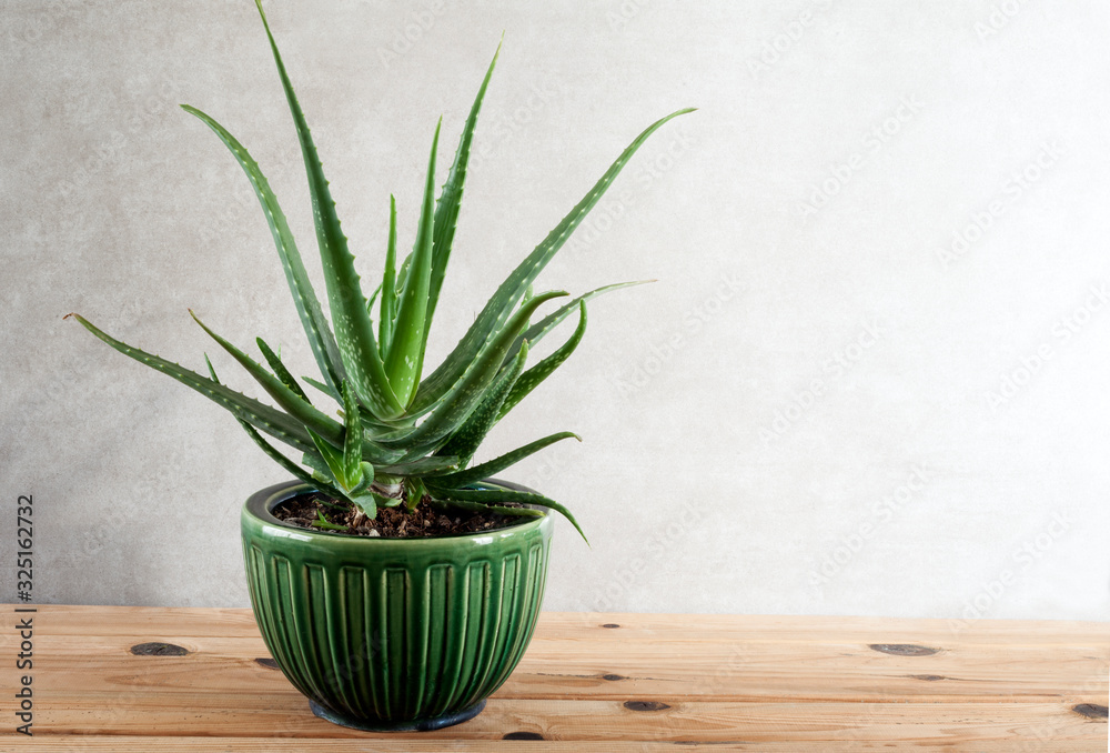 aloe vera plant for wellness skin care aloe vera plant for wellness skin care