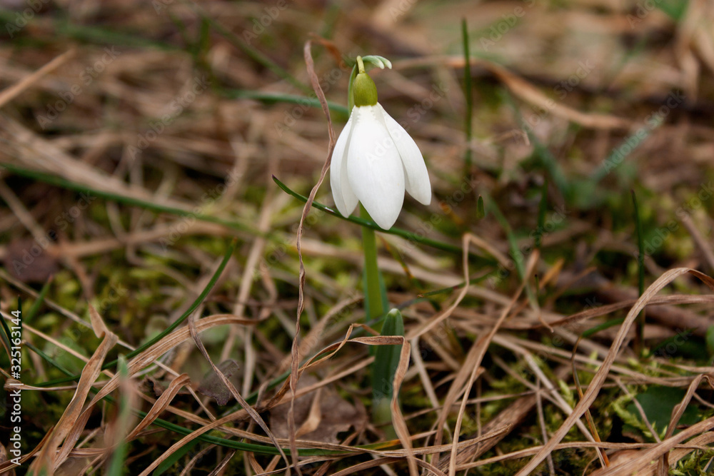 Fototapeta premium White snowdrop is the first spring flower.
