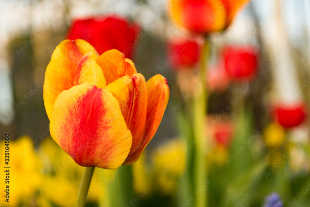 Red-yellow tulip on background of other tulips. Spring mood