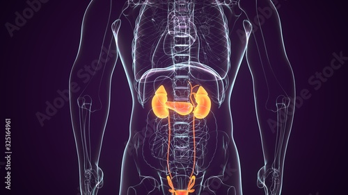 3D Illustration of Human Urinary System Kidneys with Bladder Anatomy