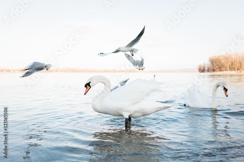 White swans on the river shore in sunset