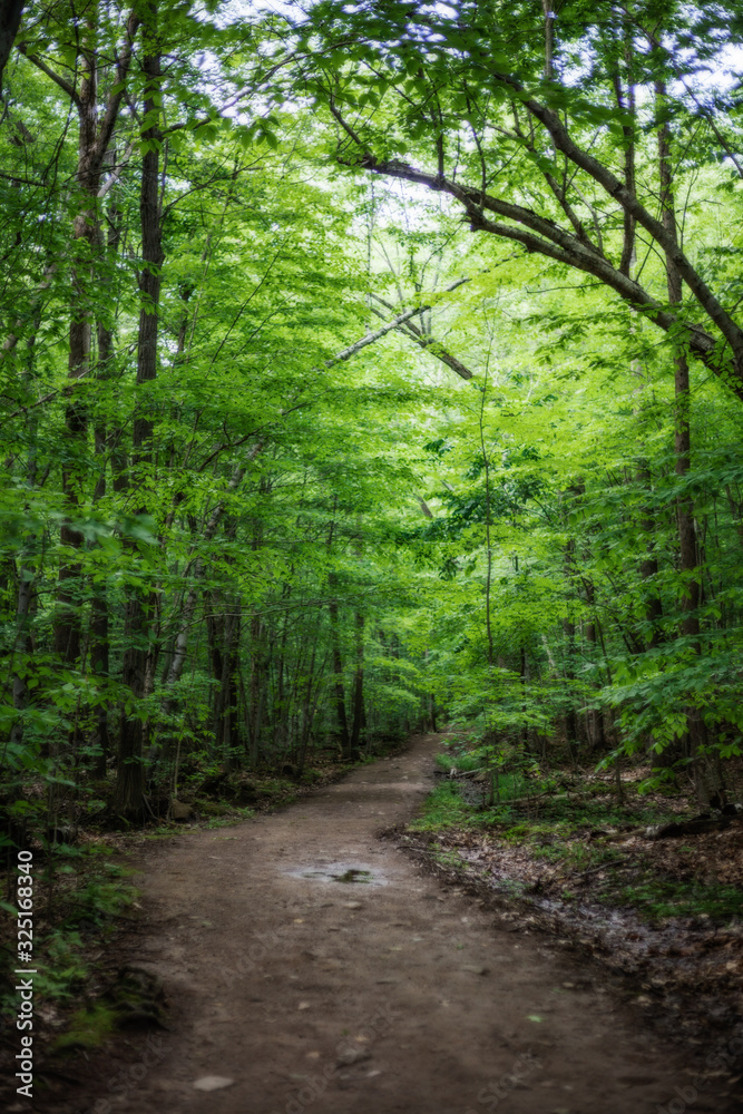 Pathway in green forest on the mountain Pathway in green forest on the mountain