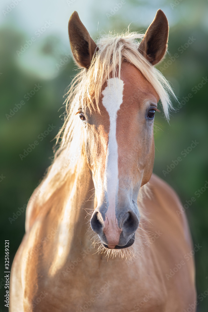 Fototapeta premium Cremello horse portrait at sunset light