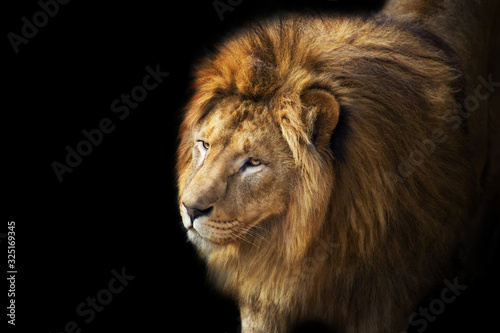 Beautiful lion portrait isolated on black background