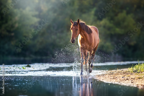 Chestnut horse in river with splash of water