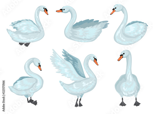 Swan in different poses. Collection of grey swans. Vector cartoon illustration