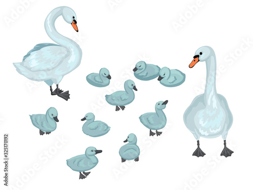 Swans family. Set of small brood of sygnets with parents. Vector cartoon illustration