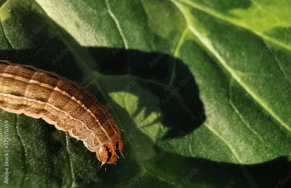 Caterpillar attacking plant and it's frightening shadow, pest insects and leaf disease concepts. Caterpillar attacking plant and it's frightening shadow, pest insects and leaf disease concepts.