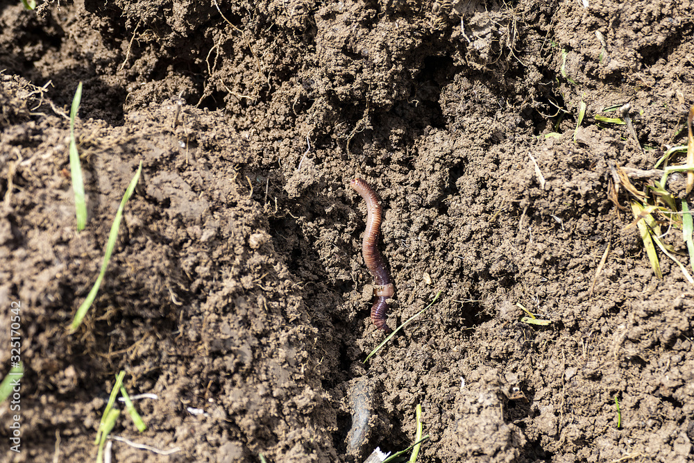 useful worms for the soil, worms in the soil, worms in the soil in