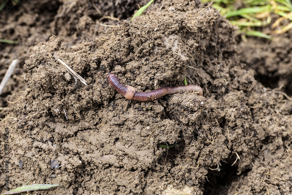 useful worms for the soil, worms in the soil, worms in the soil in